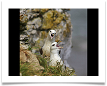 Raucous Fulmars - Chris Beesley